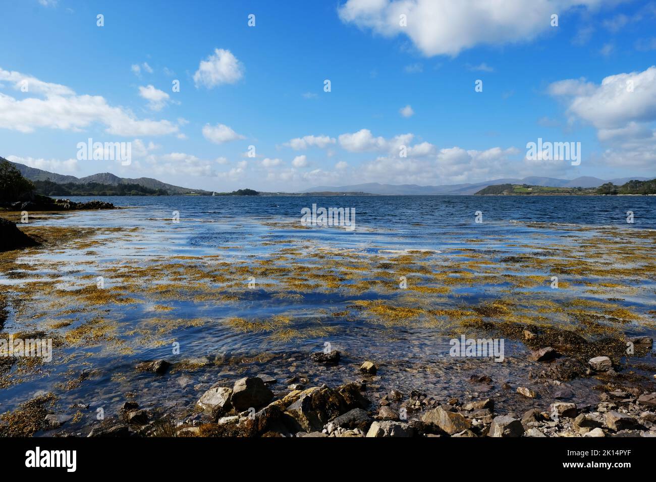 Costa irlandese vicino a Derreen Gardens, Contea di Kerry - John Gollop Foto Stock