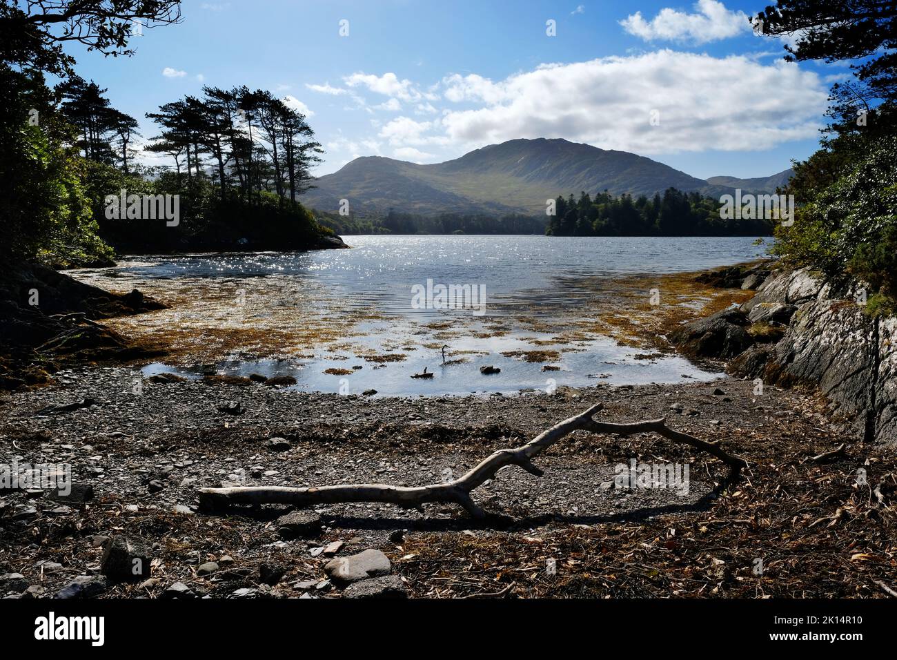 Costa irlandese vicino a Derreen Gardens, Contea di Kerry - John Gollop Foto Stock