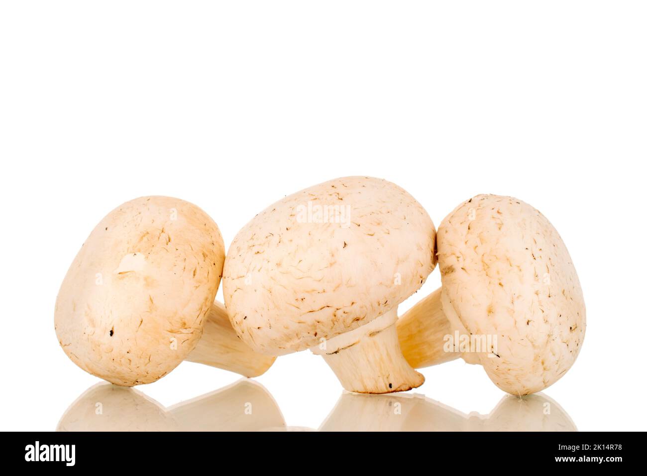 Tre funghi biologici, primo piano, isolati su fondo bianco. Foto Stock