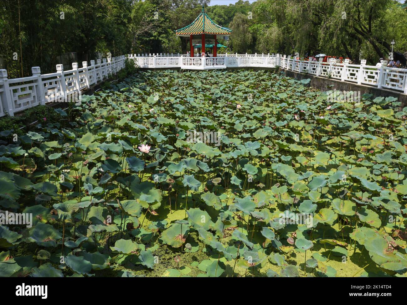 Fiore di loto a Wun Chuen Sin Koon, Fanling. 12SEP22 SCMP /K. Y. Cheng Foto Stock