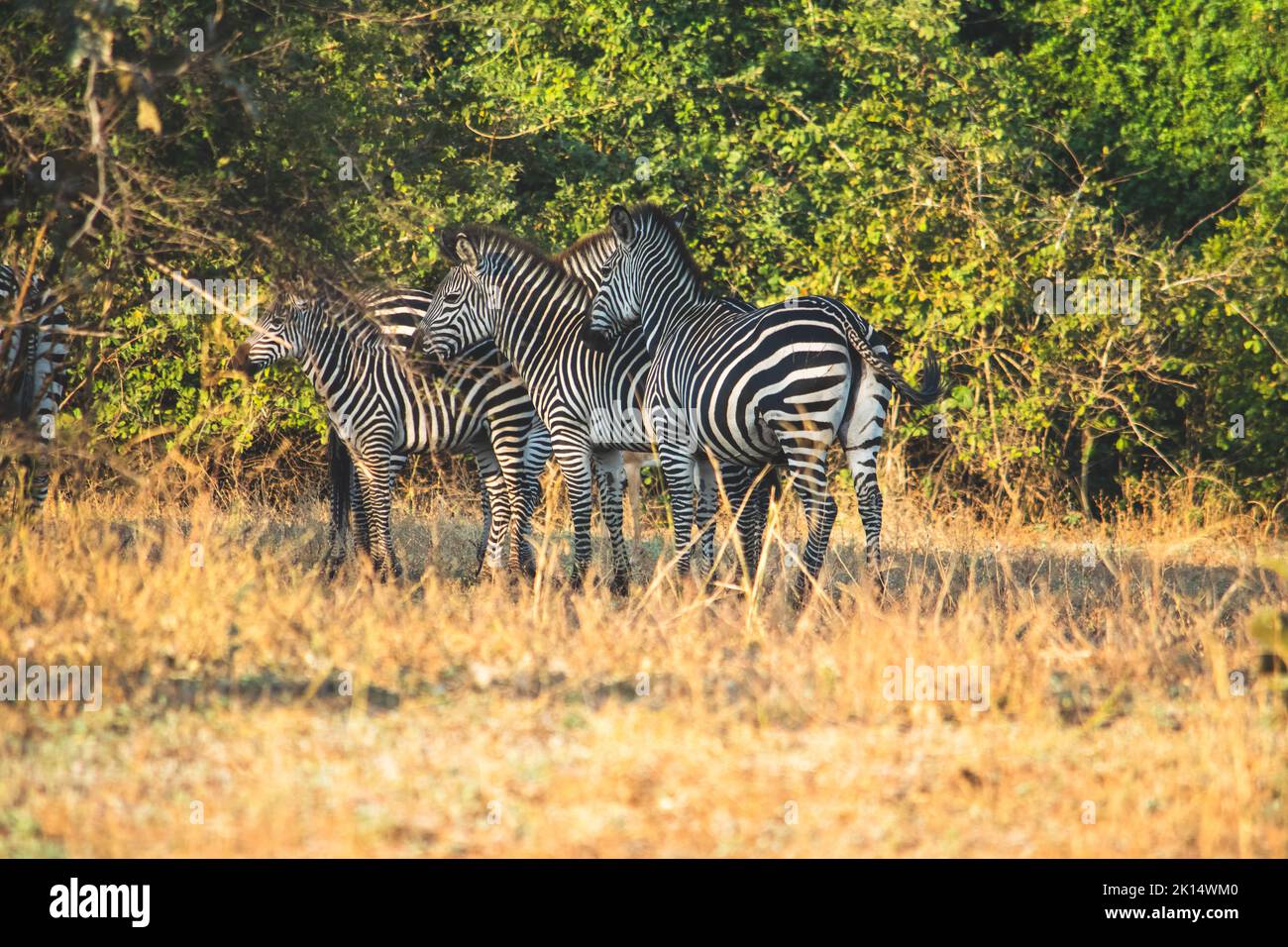 Un primo piano di un gruppo di zebre in piedi nella savana Foto Stock