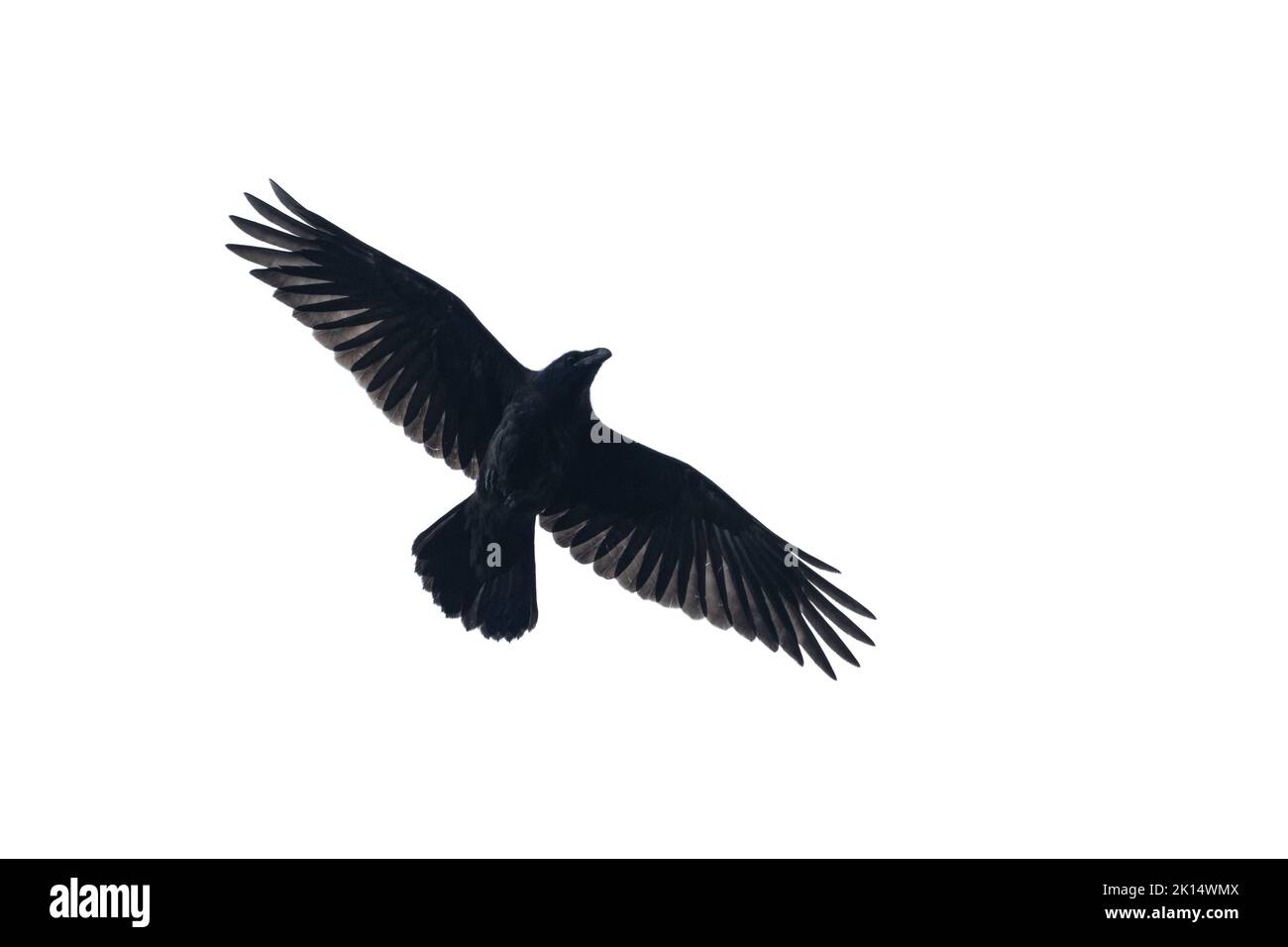 corvo nero che vola isolato su sfondo bianco Foto Stock