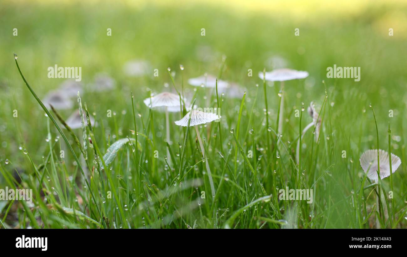 Funghi minuscoli che crescono in erba verde nella rugiada di mattina presto Foto Stock