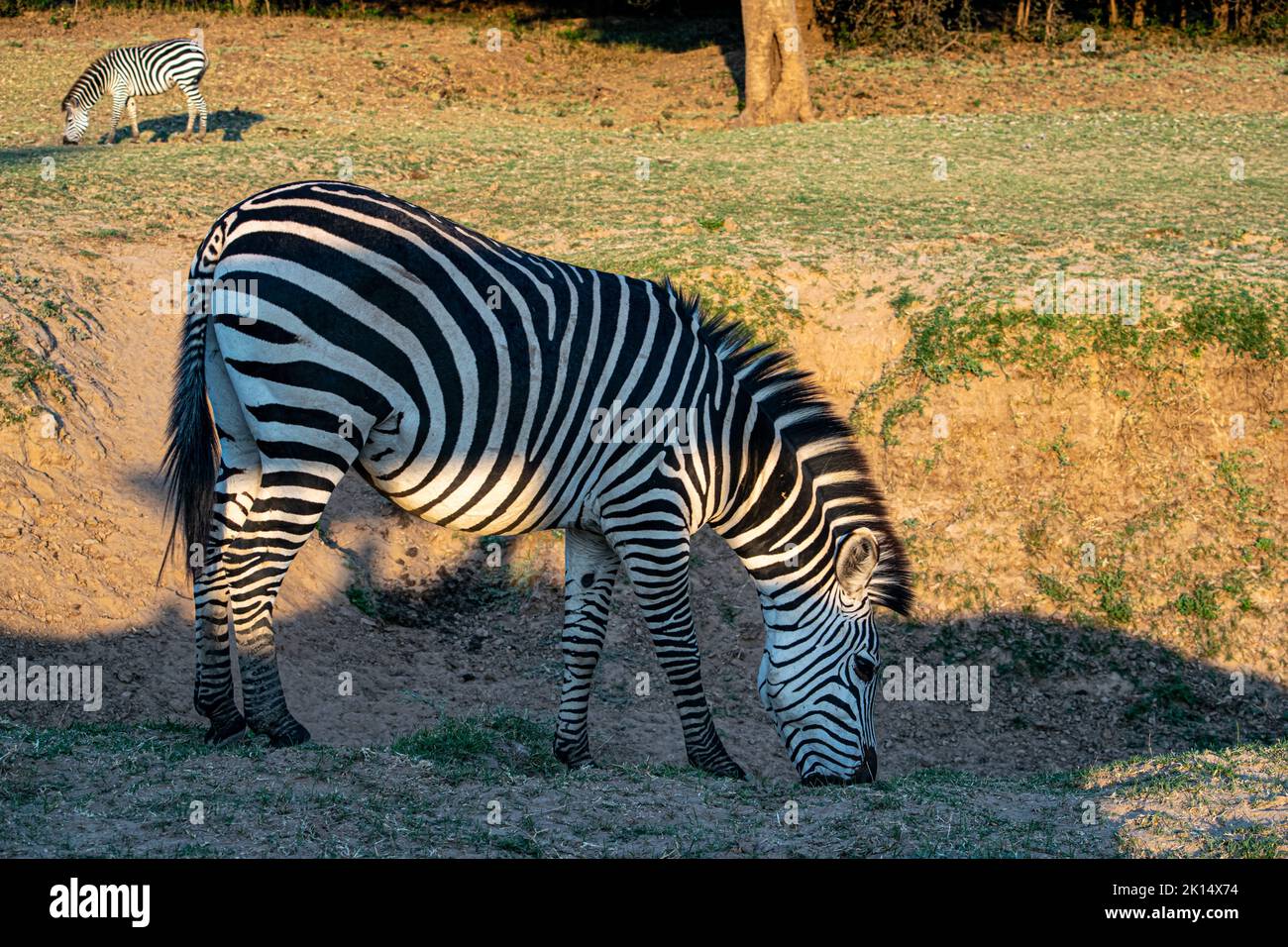 Un primo piano di una meravigliosa zebra mangiare nella savana Foto Stock