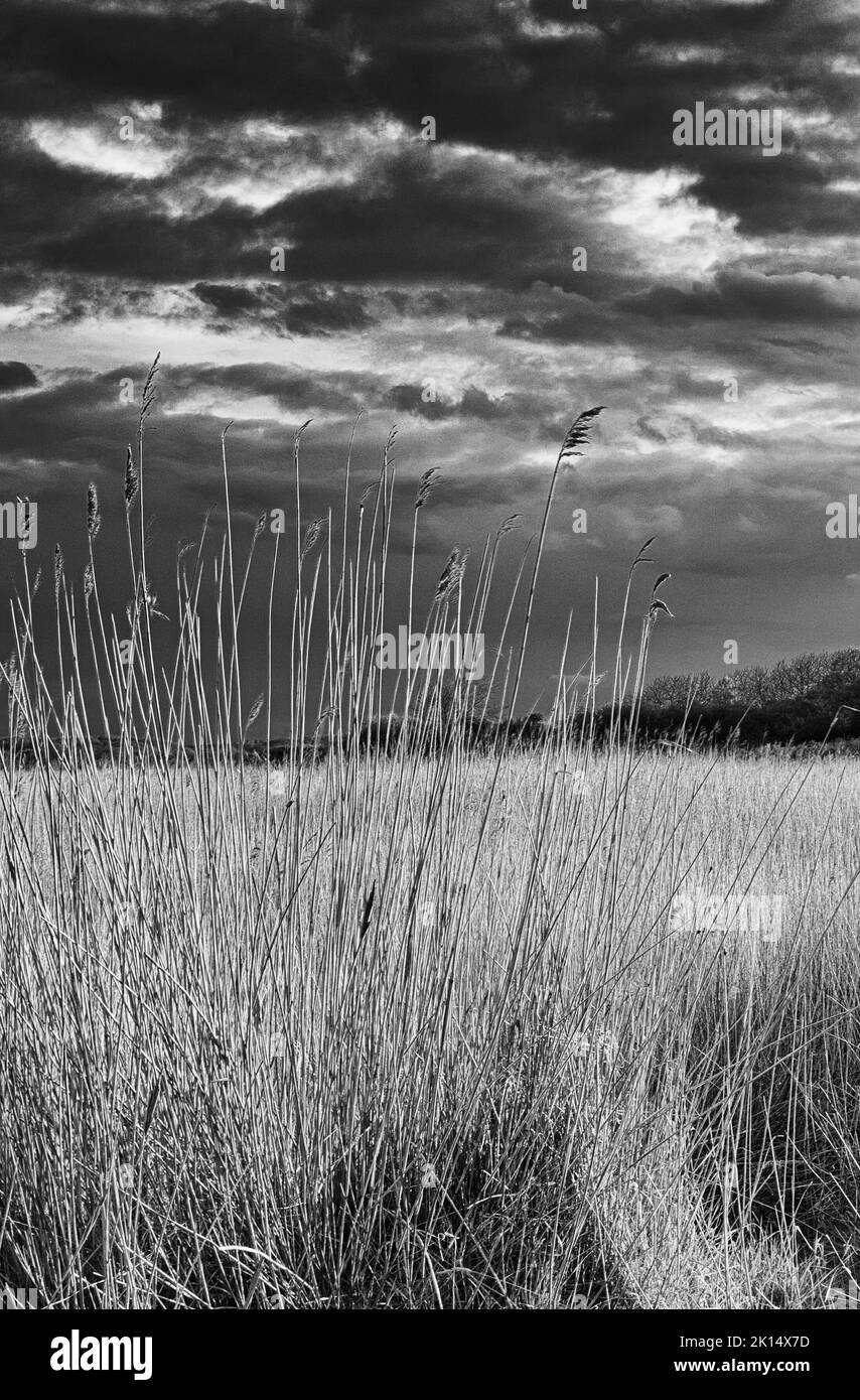 Mattina nei letti a canna, Walberswick, Suffolk, Regno Unito. Bianco e nero Foto Stock