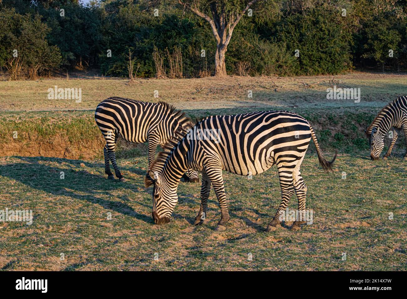 Primo piano di un gruppo di zebre che mangiano nella savana Foto Stock