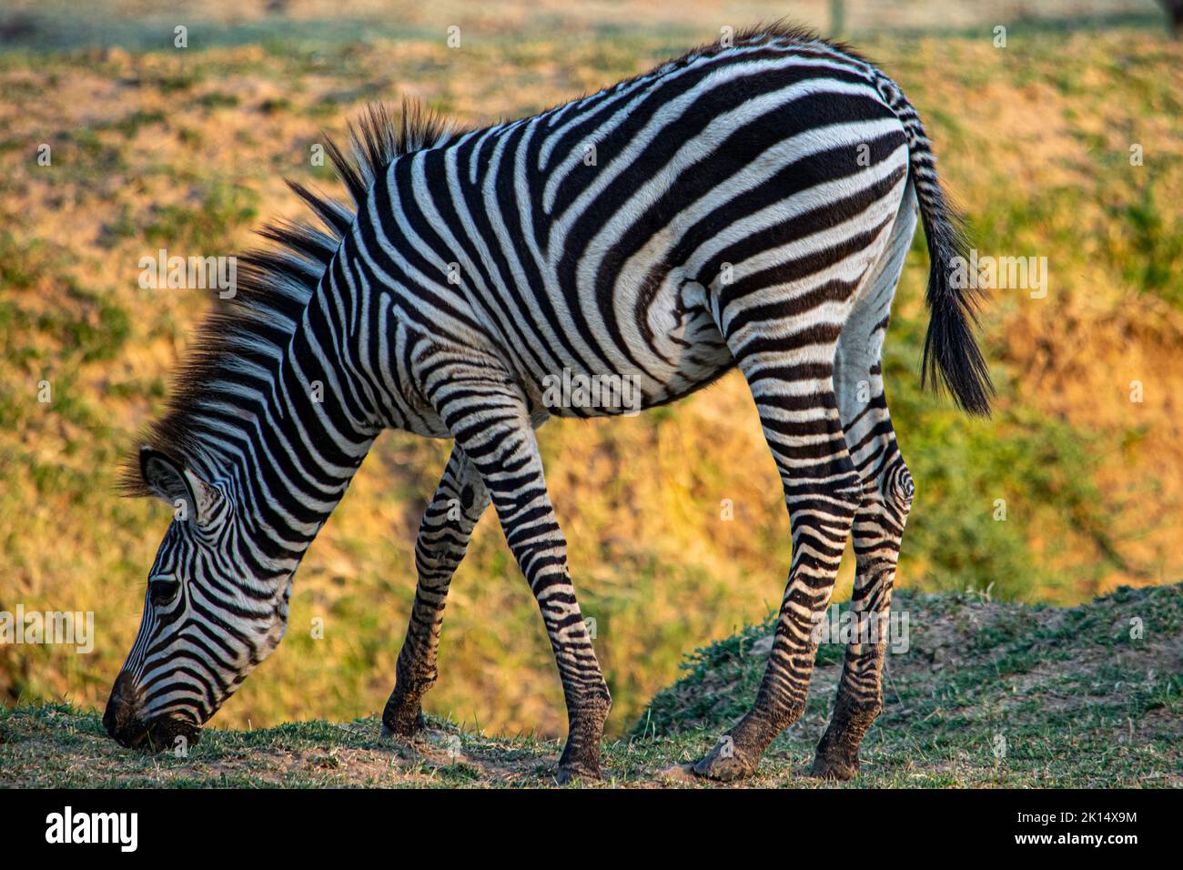 Un primo piano di una meravigliosa zebra mangiare nella savana Foto Stock