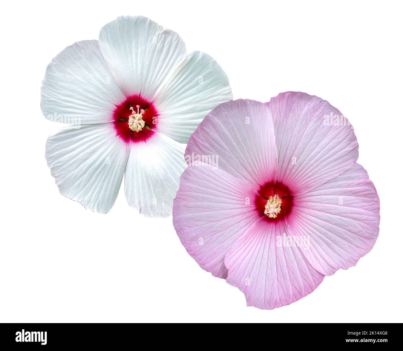 Hibiscus (Malvaceae, Hibiscus mosscheutos, Hibiscus trionum) fiore bianco e rosa. Design della confezione. Natura dolce, Kopper King, Summer Storm, Pink Cand Foto Stock