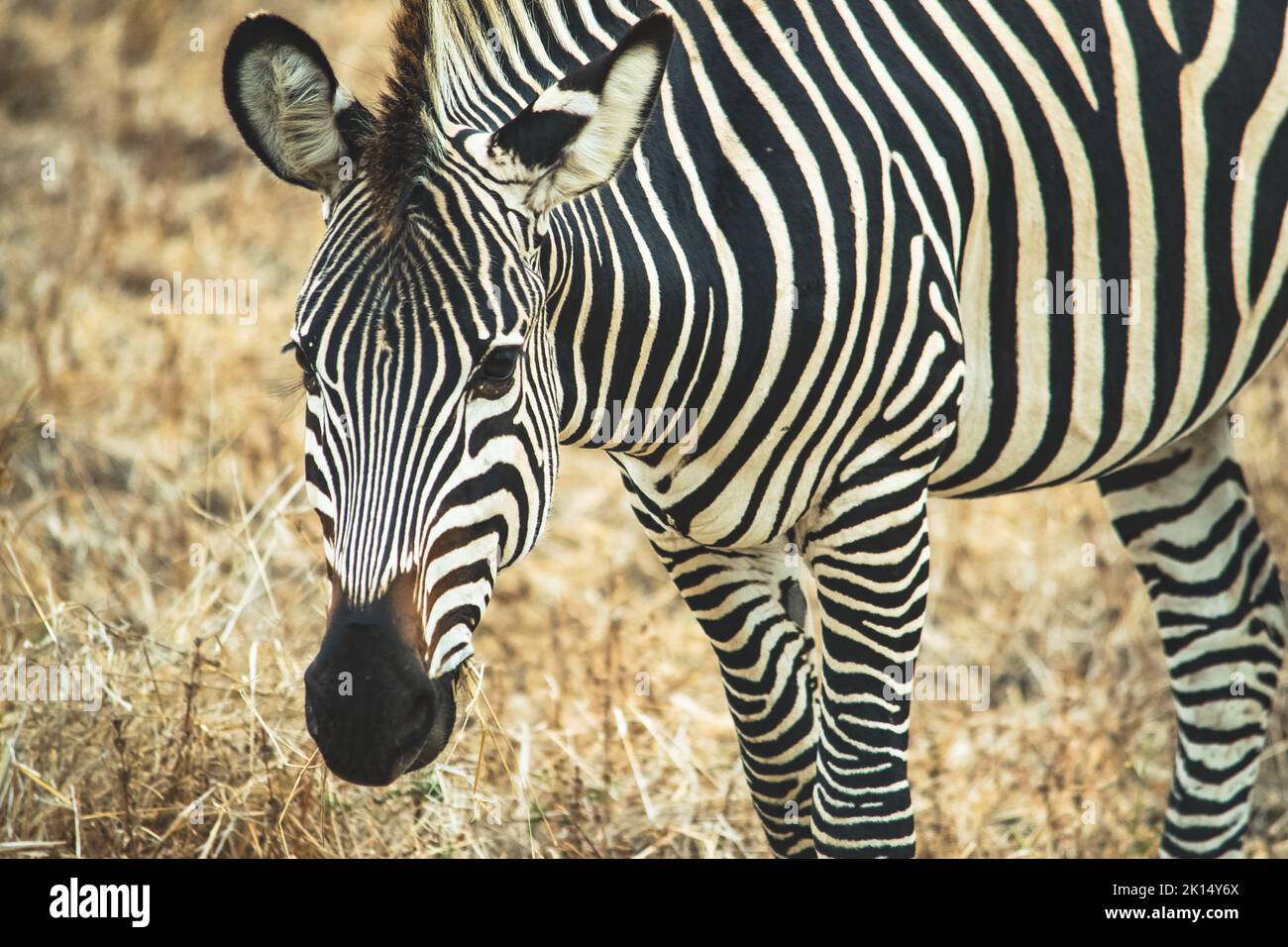 Un primo piano di una meravigliosa zebra mangiare nella savana Foto Stock