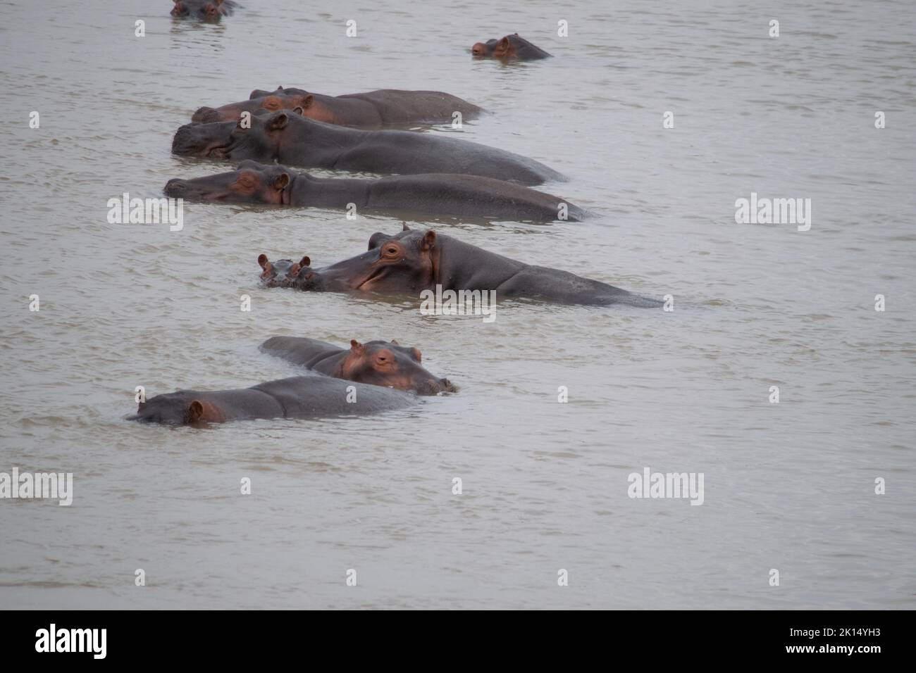 Una vista incredibile di un gruppo di ippopotami riposati nel fiume africano Foto Stock