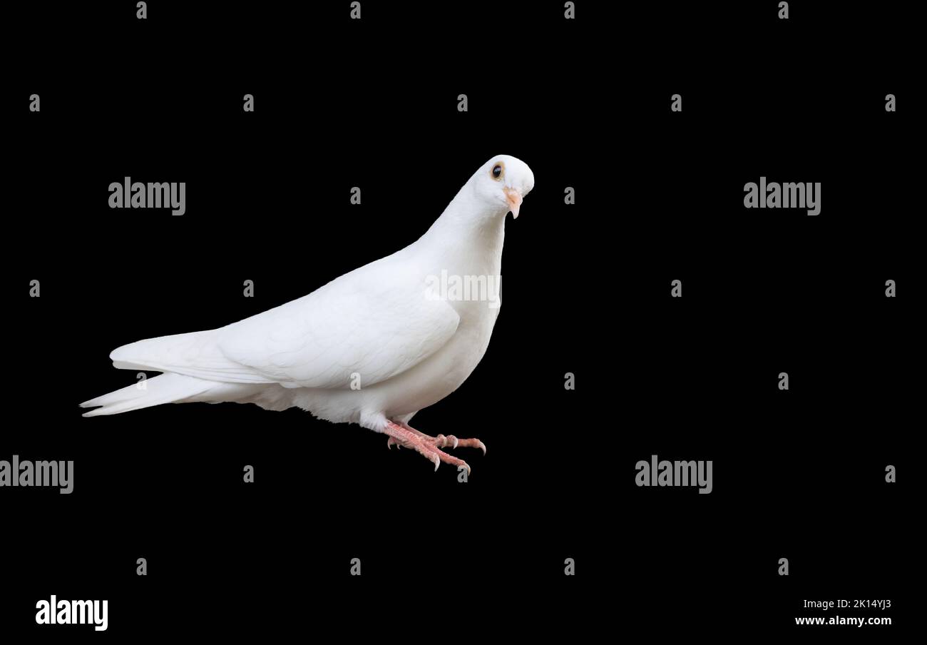 colomba bianca seduta isolata su nero Foto Stock