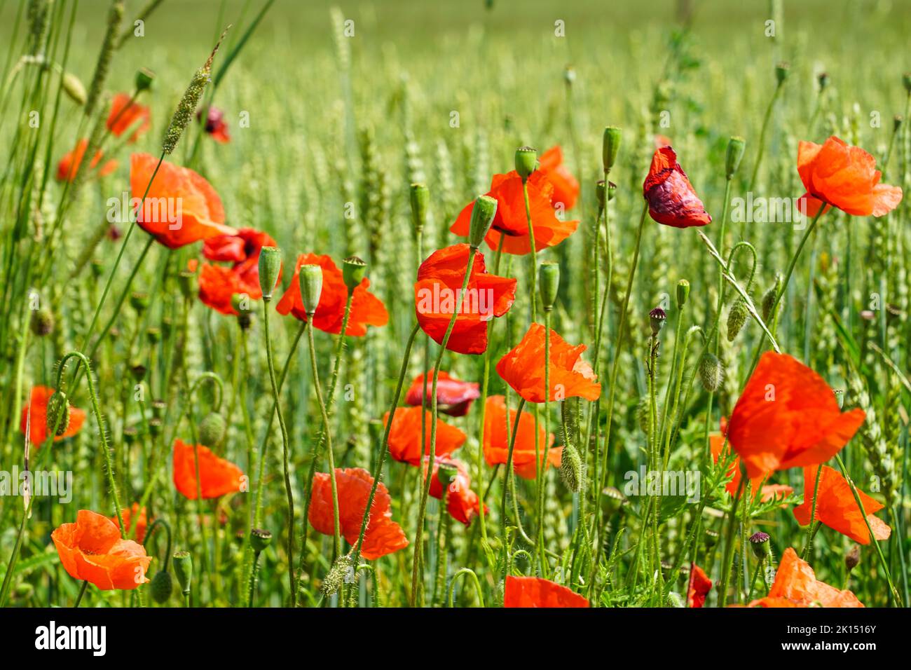 Primo piano di fiori di papavero rosso sullo sfondo sfocato di un campo di segale verde Foto Stock