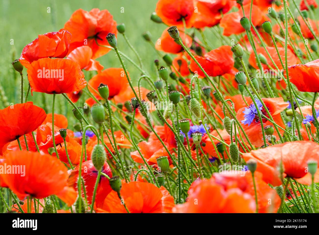 Primo piano di fiori di papavero rosso sullo sfondo sfocato di un campo di segale verde Foto Stock