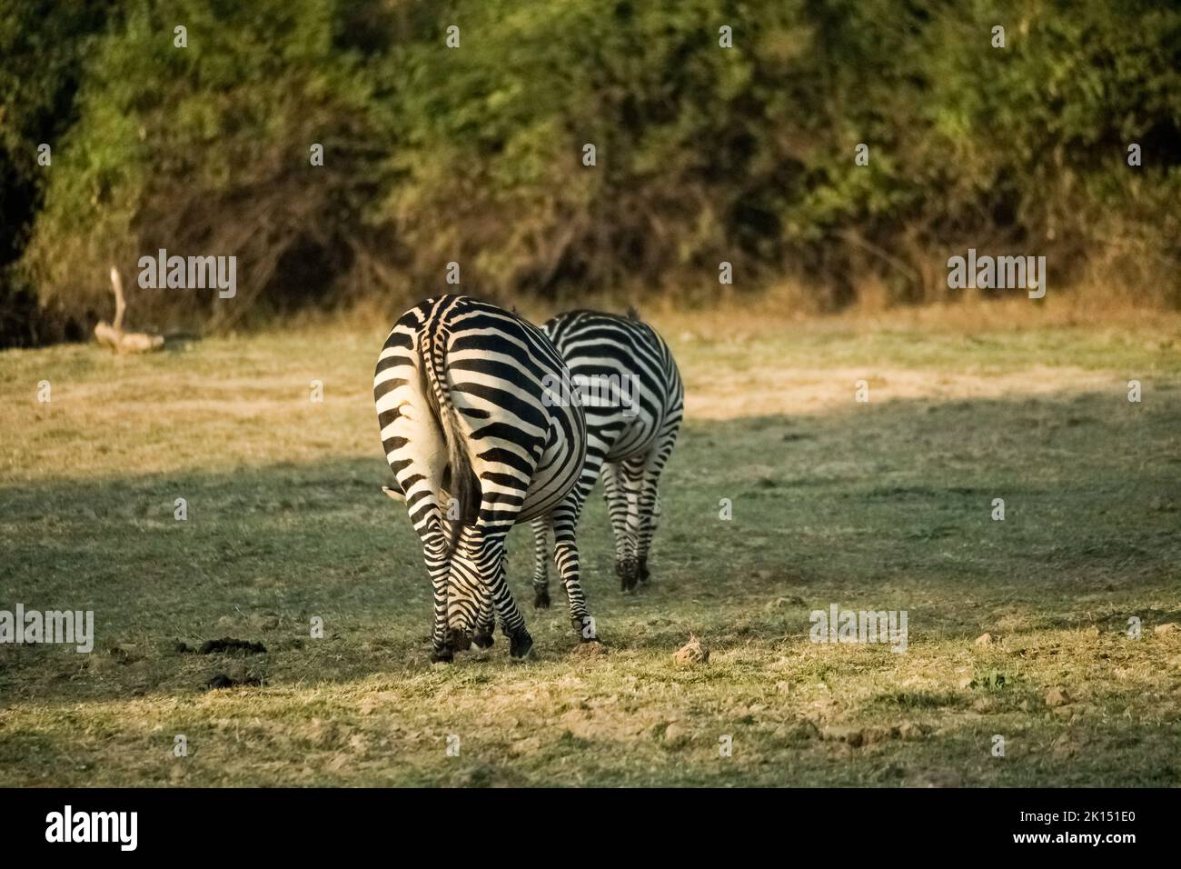 Primo piano di un gruppo di zebre che mangiano nella savana Foto Stock