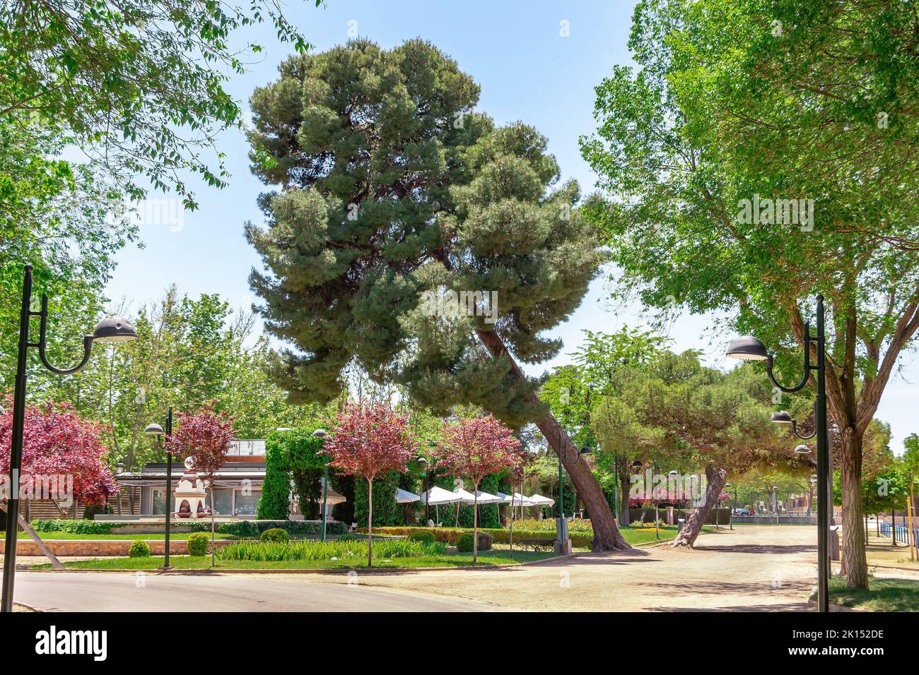 Bel parco pubblico con un Pinus eldarica storto Foto Stock