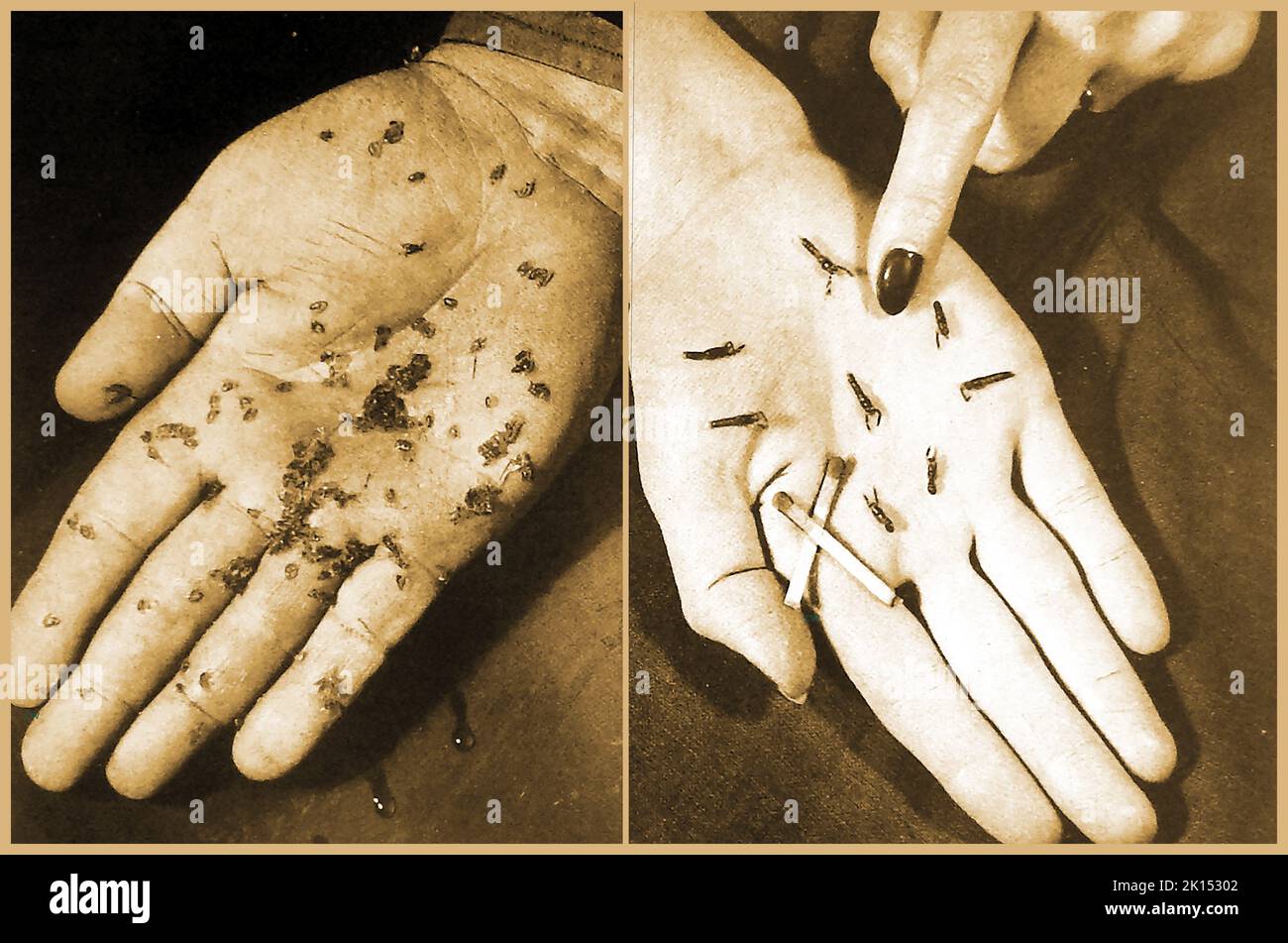 ARAGOSTE ALLEVATE - (sinistra) prima conchiglia (1 giorni) aragoste - (destra) aragoste infantili a 5th conchiglie (illustrazione degli anni 40) Foto Stock