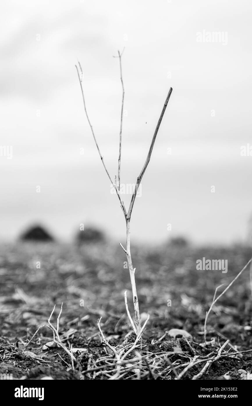 Astratto campo bianco e nero Foto Stock