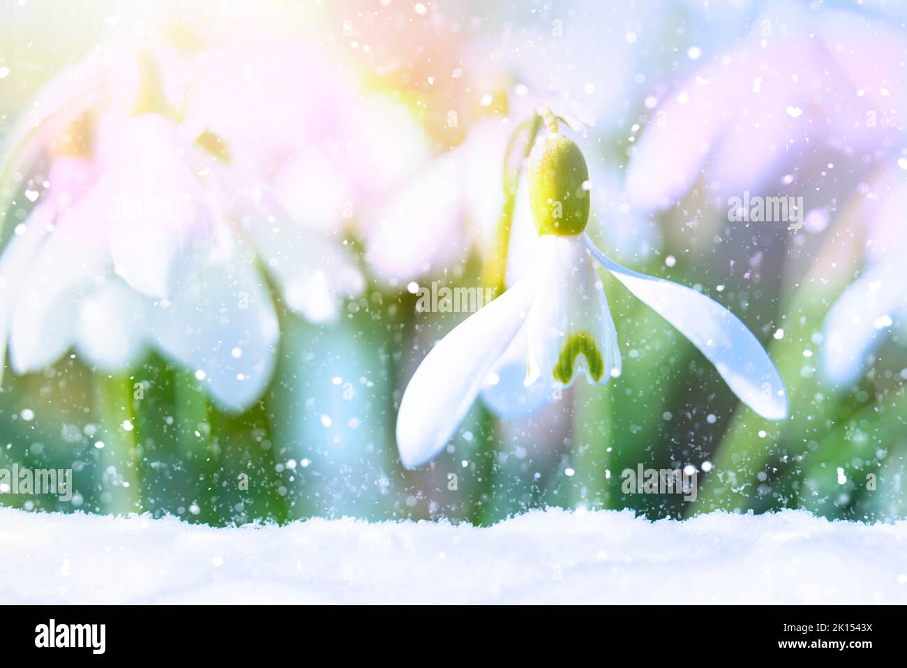 Macrofo di neve - Galanthus nivalis - nella neve. Sta nevicando e c'è neve in primo piano. Primi segni di primavera in inverno. Foto Stock