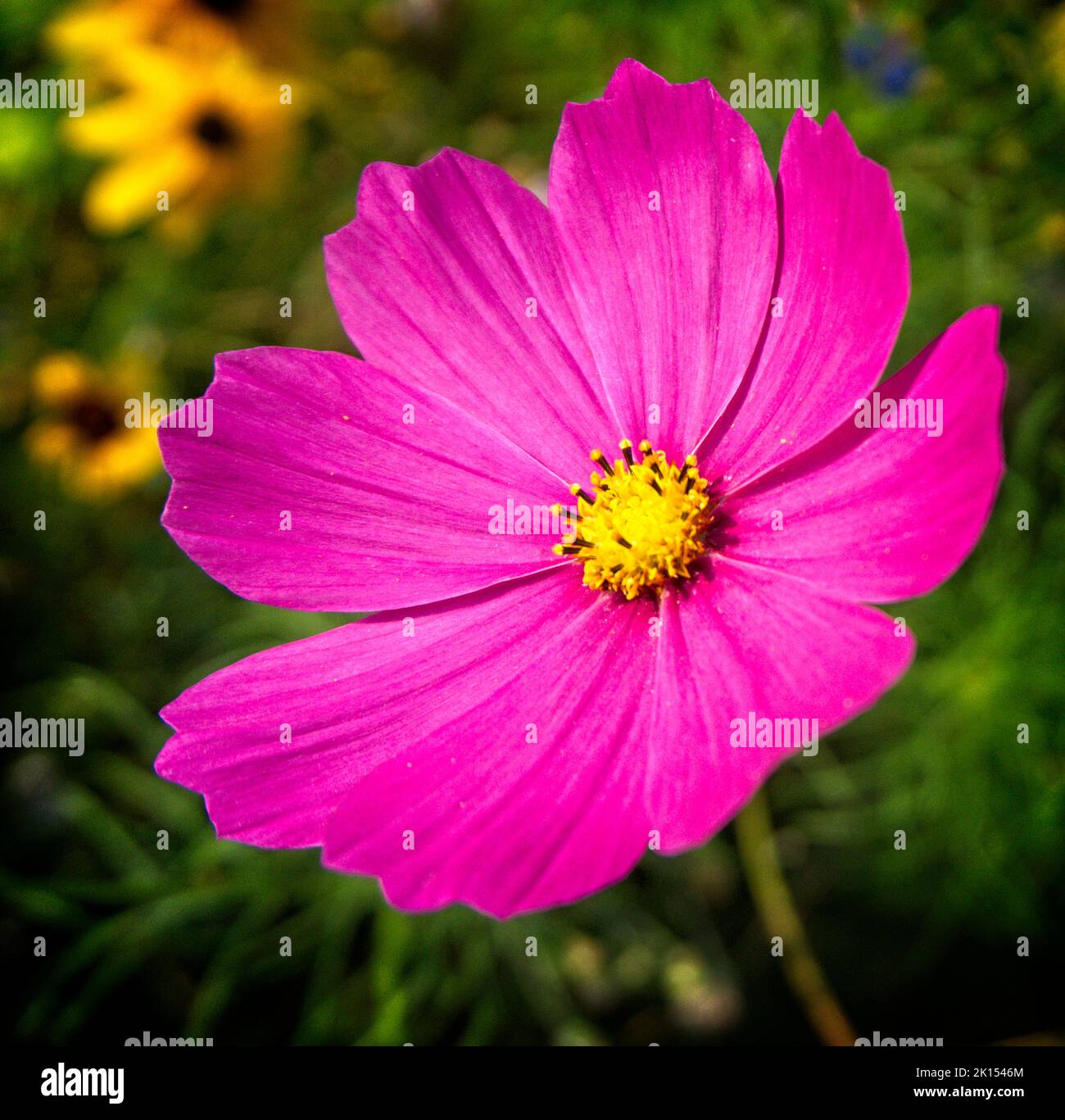 Giardino Cosmos Kelowna BC Foto Stock