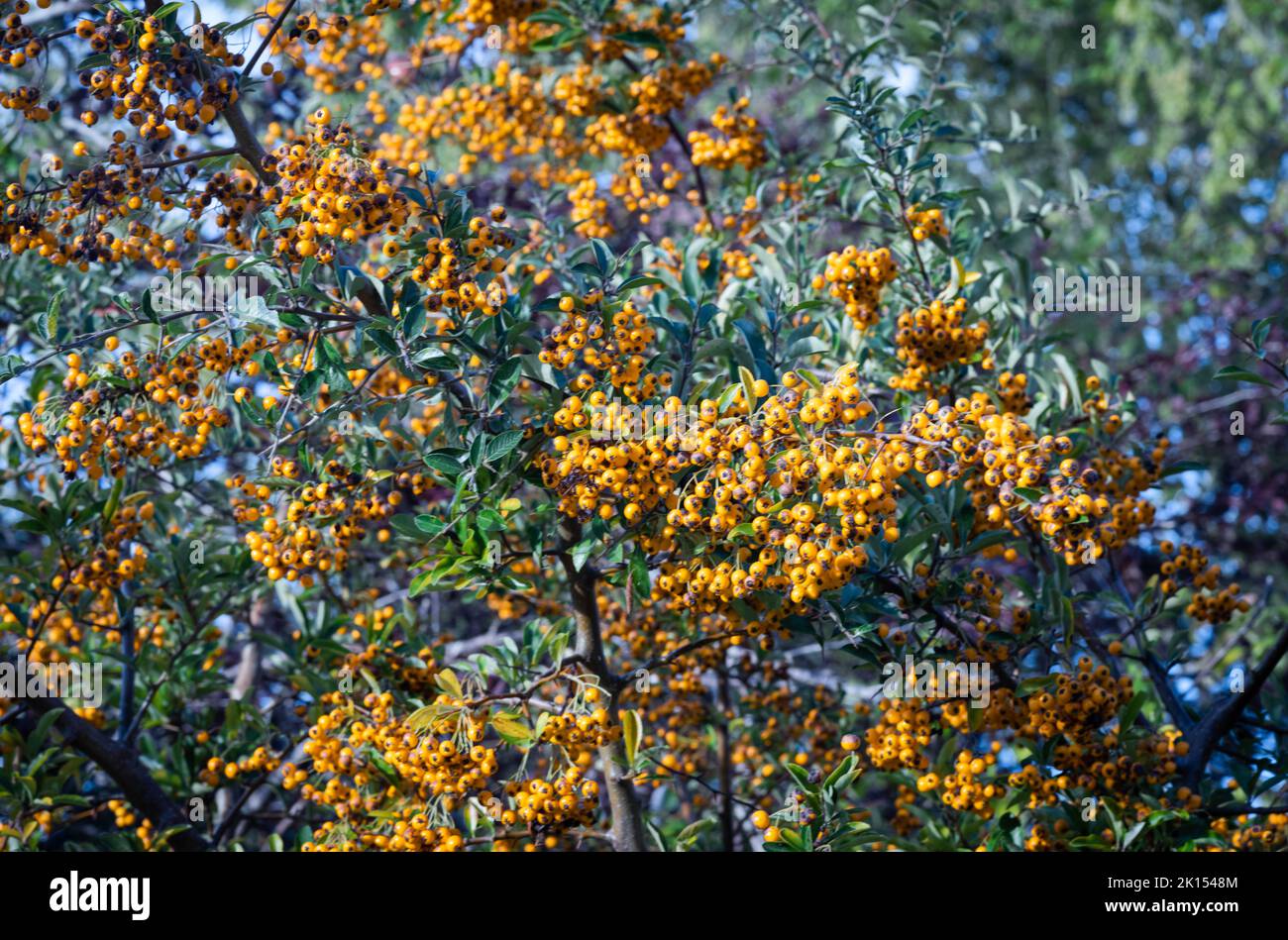 Masse di bacche gialle su un arbusto di spina di fuoco (Pyracantha coccinea) in un giardino nel sud dell'Inghilterra. Foto Stock