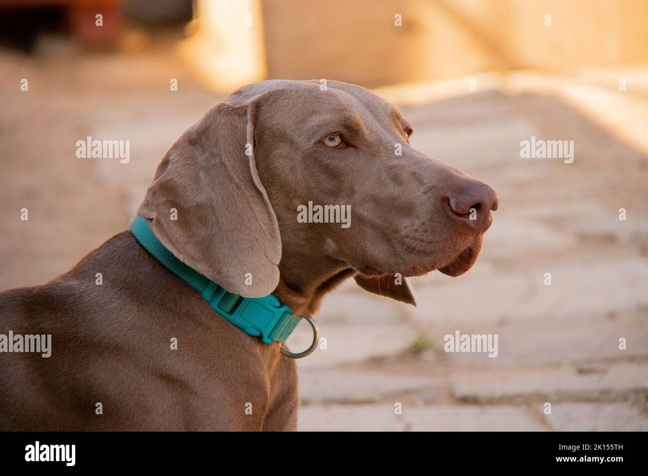 Un primo piano di un cane Weimaraner all'aperto che indossa un collare verde Foto Stock