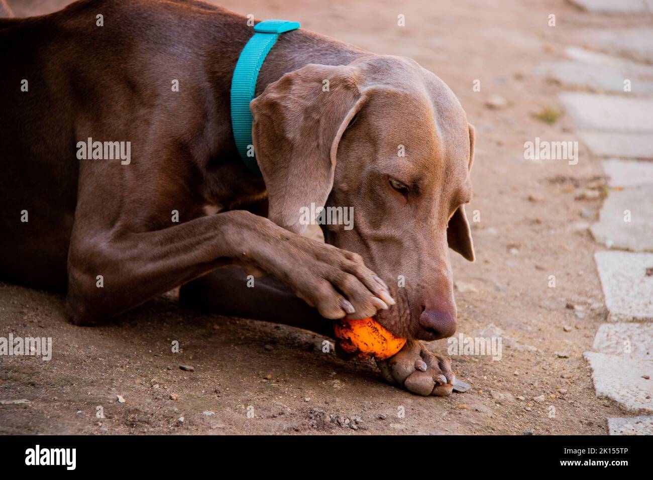 Un primo piano di un cane Weimaraner che indossa un collare verde e mangia cibo all'aperto Foto Stock