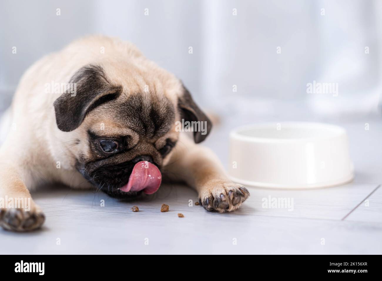 Primo piano cane pug mangiare fresco cibo secco kibbles per cuccioli piccoli, pubblicità cibo per cani su sfondo grigio chiaro Foto Stock