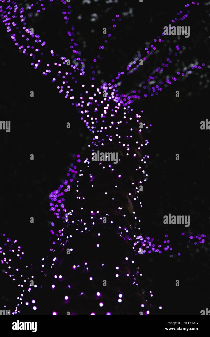 Luci viola fata avvolte intorno ad un albero alto e che mostrano il modello e il profilo di tronco e rami Foto Stock