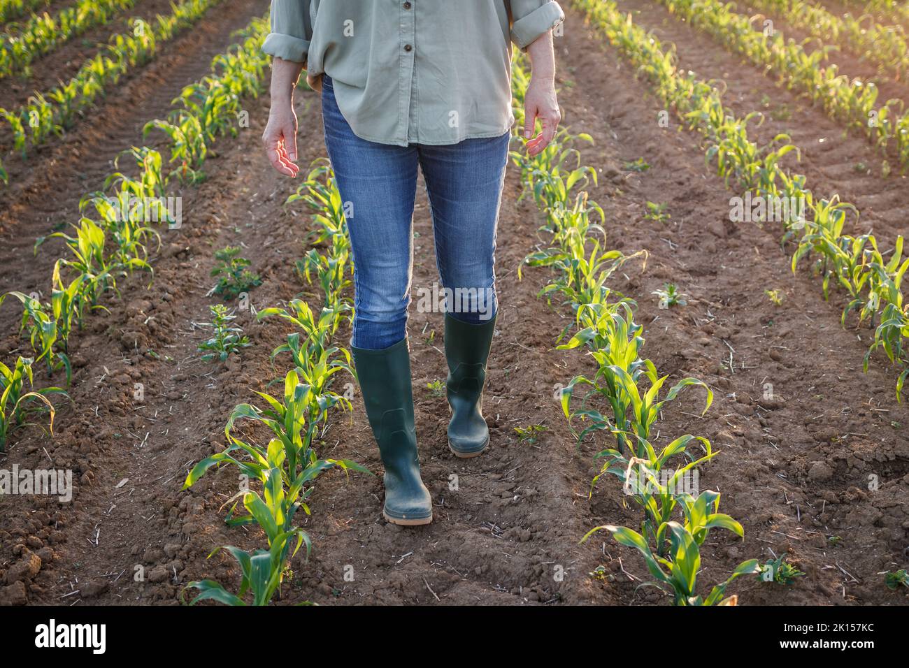 Contadino con stivali di gomma è a piedi in campo di mais. Attività agricola in terra coltivata Foto Stock