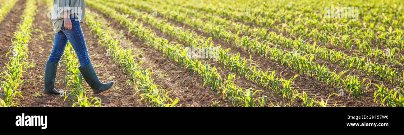 Contadino con stivali di gomma è a piedi in campo di mais. Attività agricola in terra coltivata. Vista panoramica Foto Stock