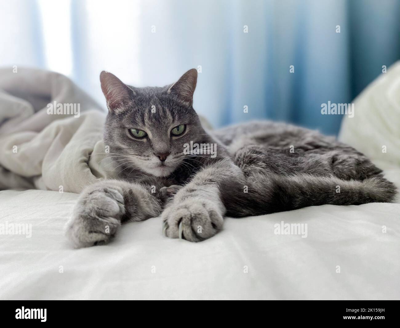 Un bel gatto grigio è sdraiato sul letto del proprietario, comodamente sistemato, con le zampe allungate. Foto Stock