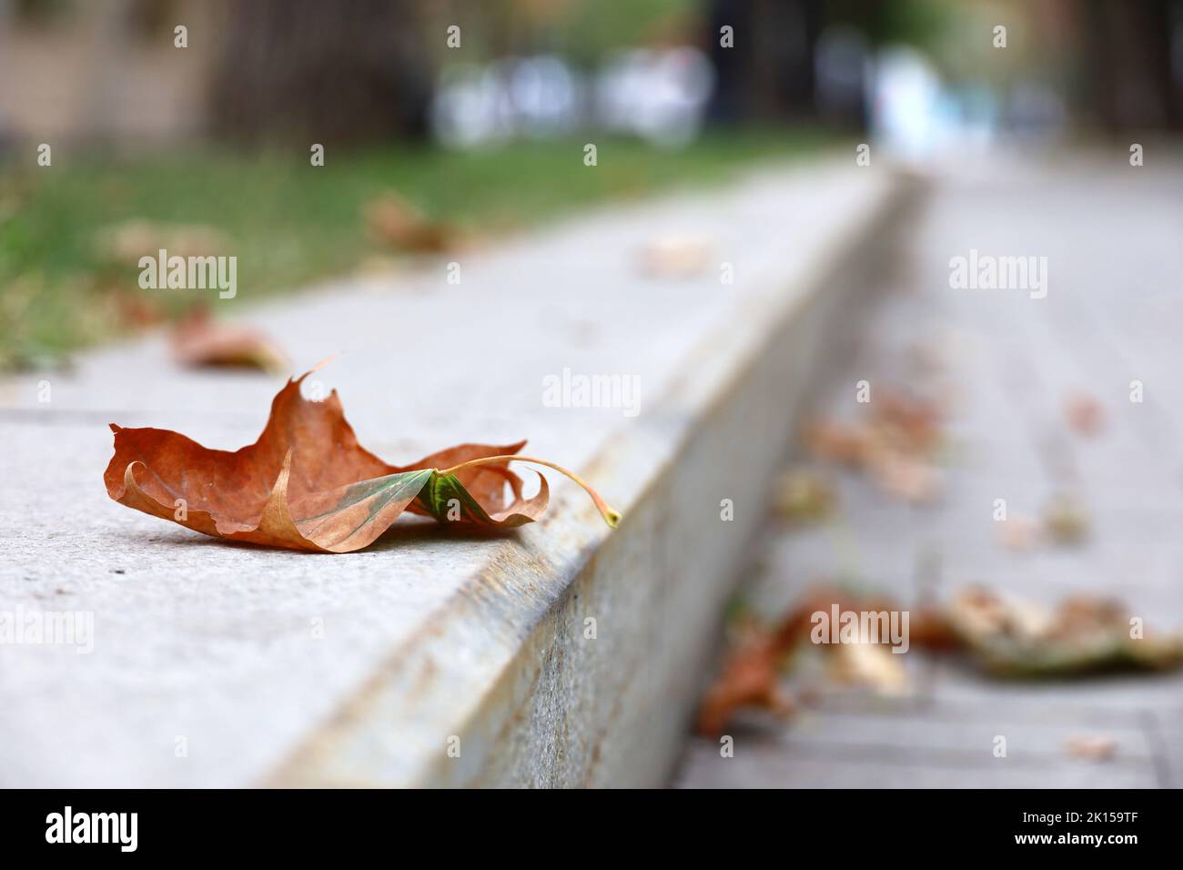 Stagione autunnale, foglie di acero caduto su cordolo di cemento nel parco cittadino Foto Stock