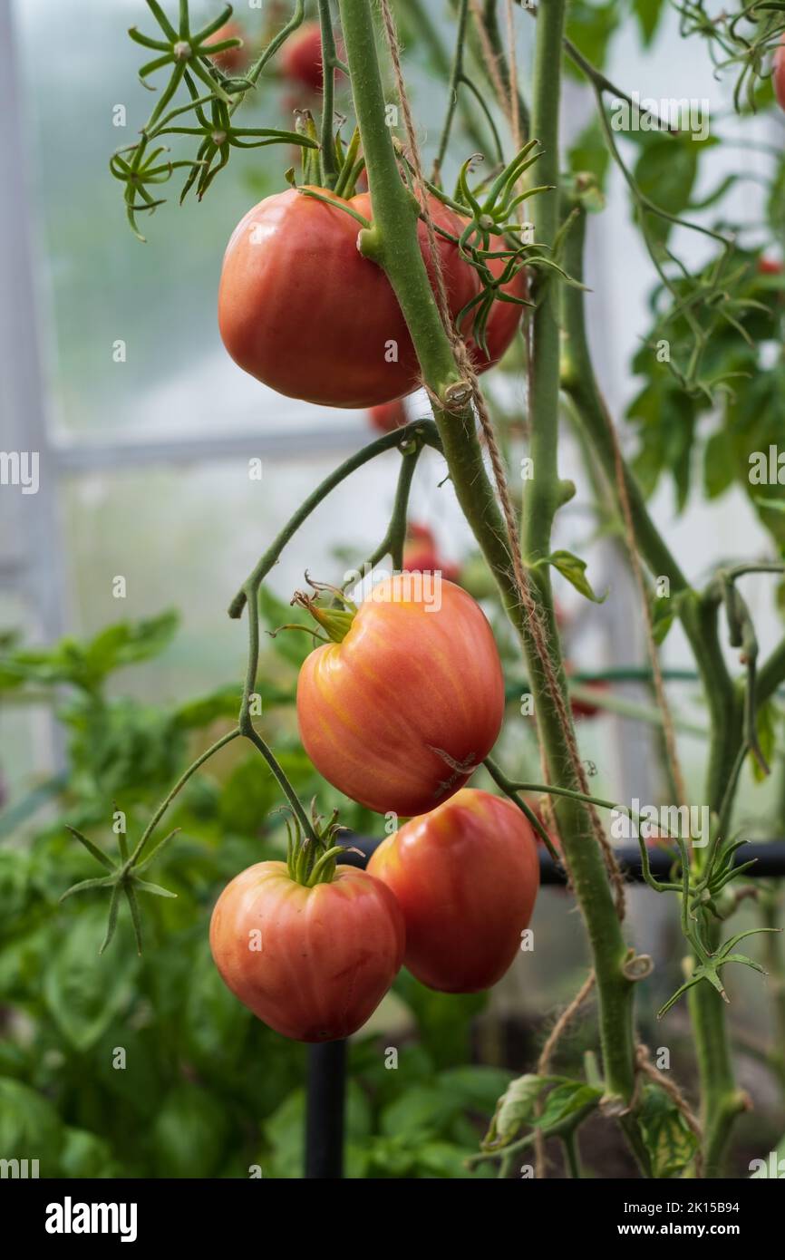 Pomodori maturi rossi coltivati in serra. Pomodoro da giardinaggio Foto Stock