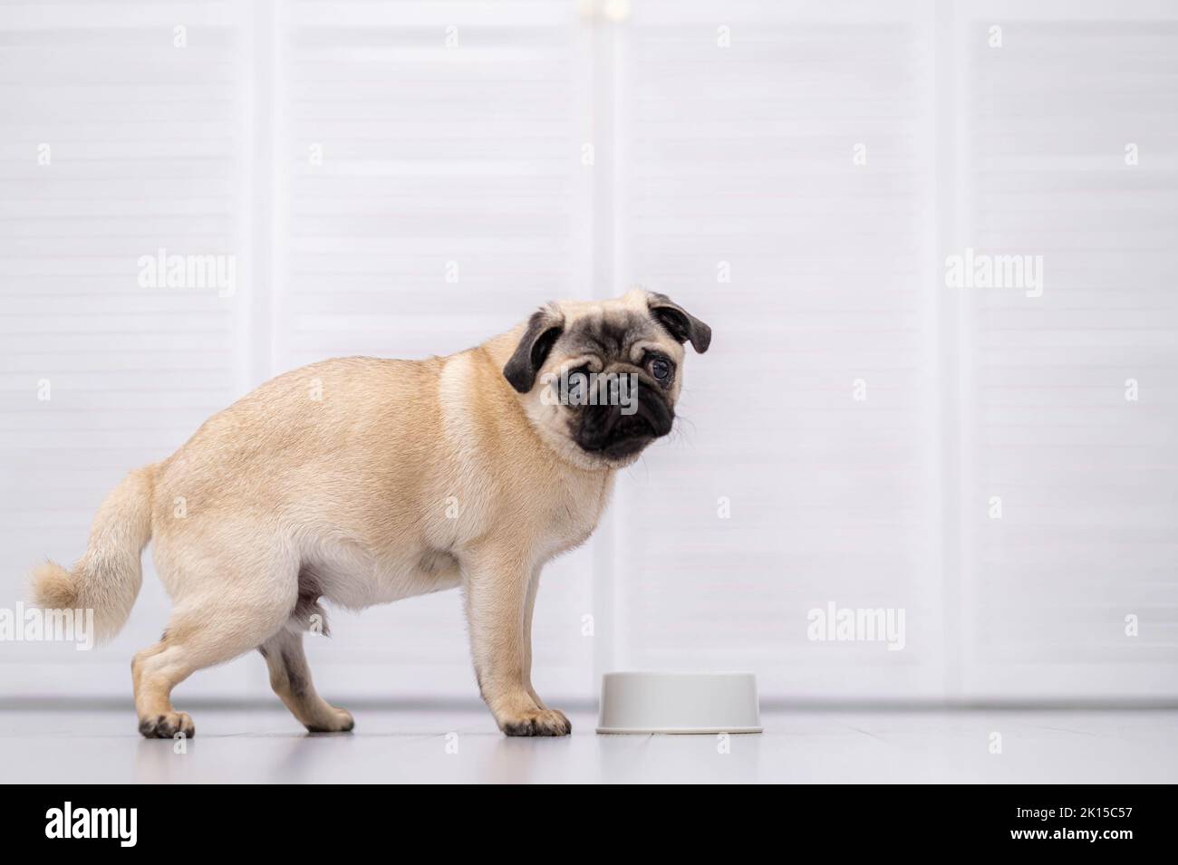 Cuccia cane mangiare fresco cibo secco kibbles per cuccioli piccoli, cibo per cani a casa Foto Stock