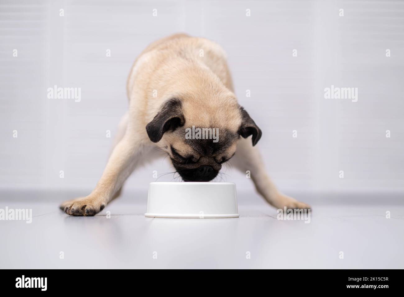 Cuccia cane mangiare fresco cibo secco kibbles per cuccioli piccoli, cibo per cani a casa Foto Stock