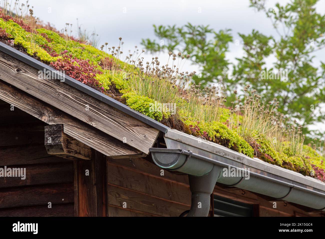 Primo piano di tetto verde, tegole ricoperte di piante Foto Stock