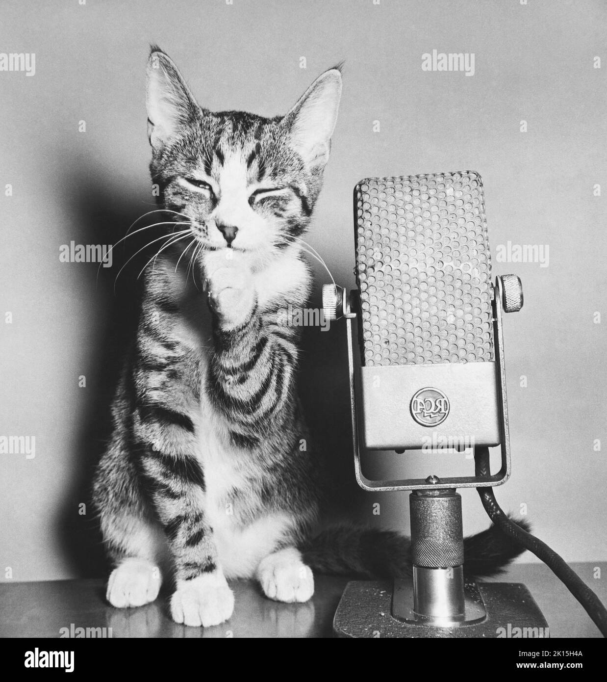Kitten che cancella la gola prima di trasmissione radio RCA. Foto Stock