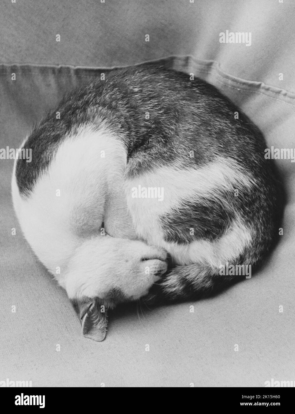 Un gatto dorme in una posizione arricciata. Foto Stock