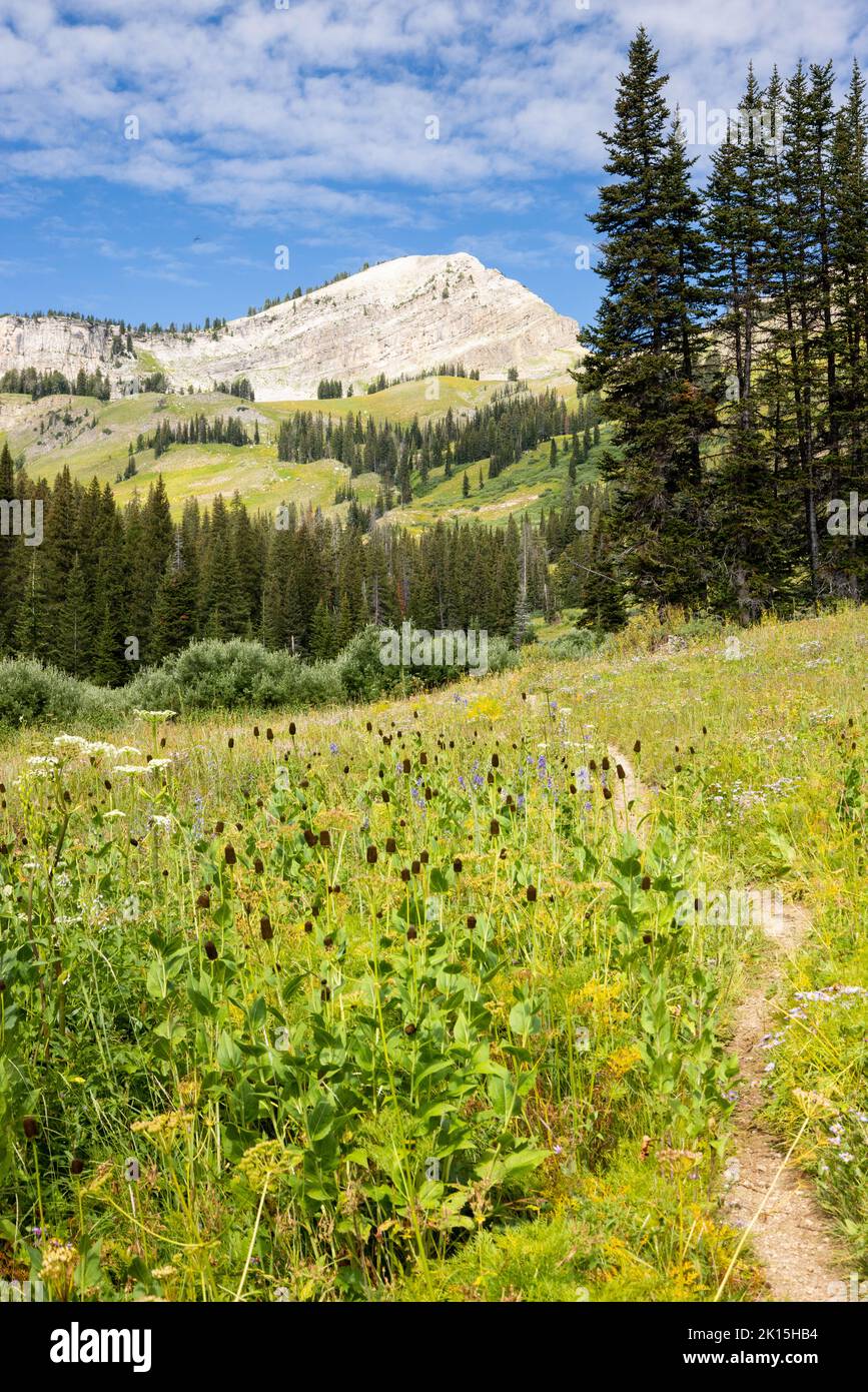 Il Granite Canyon Trail sale fino alle altitudini superiori del Granite Canyon sotto Housetop Mountain. Grand Teton National Park, Wyoming Foto Stock