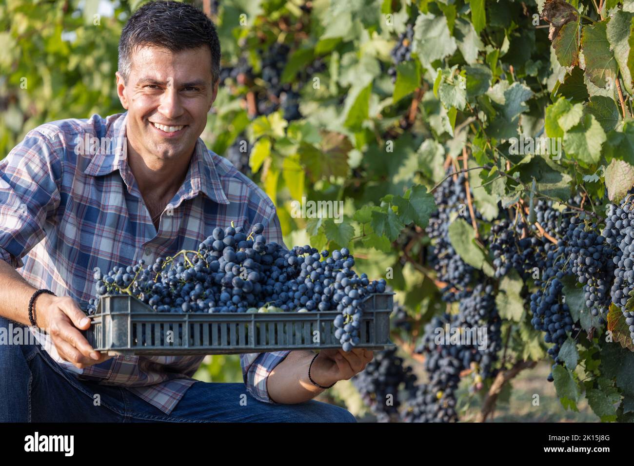 Attraente uomo maturo che tiene cassa di plastica con uve mature in vigna in estate Foto Stock