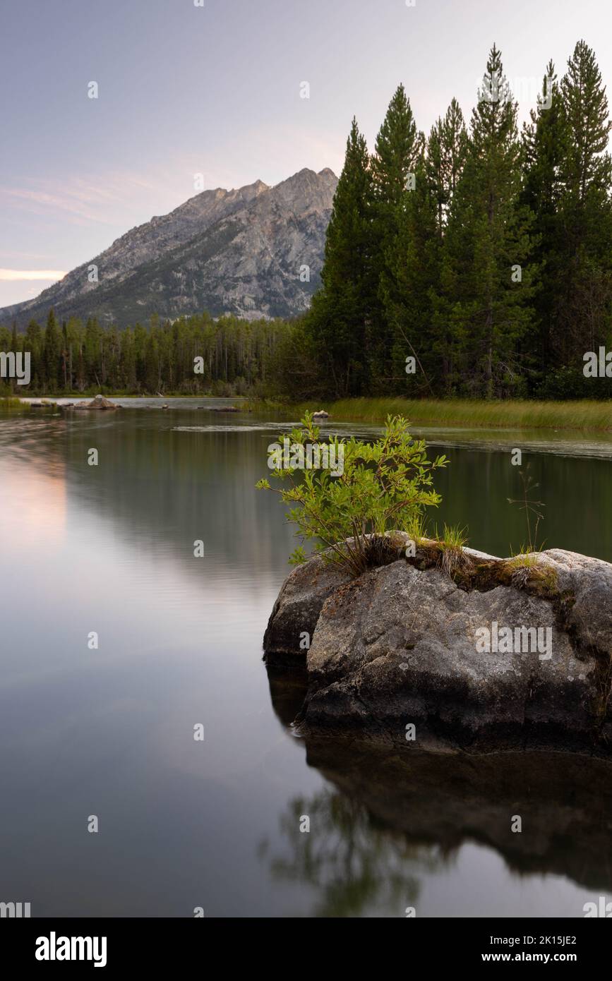 Un masso con un cespuglio che cresce da esso che riposa nelle acque calme del lago Bearpaw. Grand Teton National Park, Wyoming Foto Stock