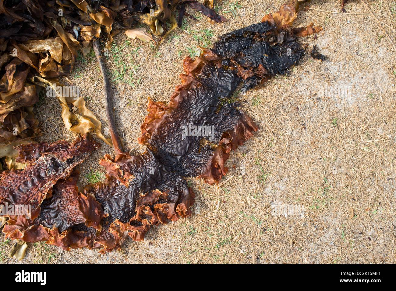 Essiccazione delle alghe su un terreno sabbioso. All'aperto. Francia Foto Stock