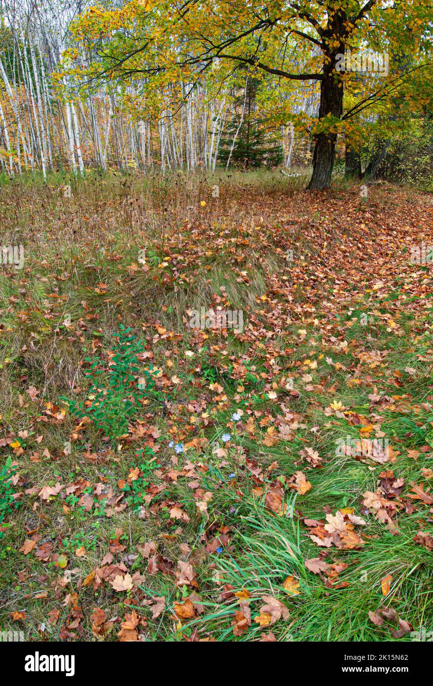 L'autunno è principalmente a terra e sotto un acero, accanto a una palma sulla strada, Door County, Wisconsin Foto Stock