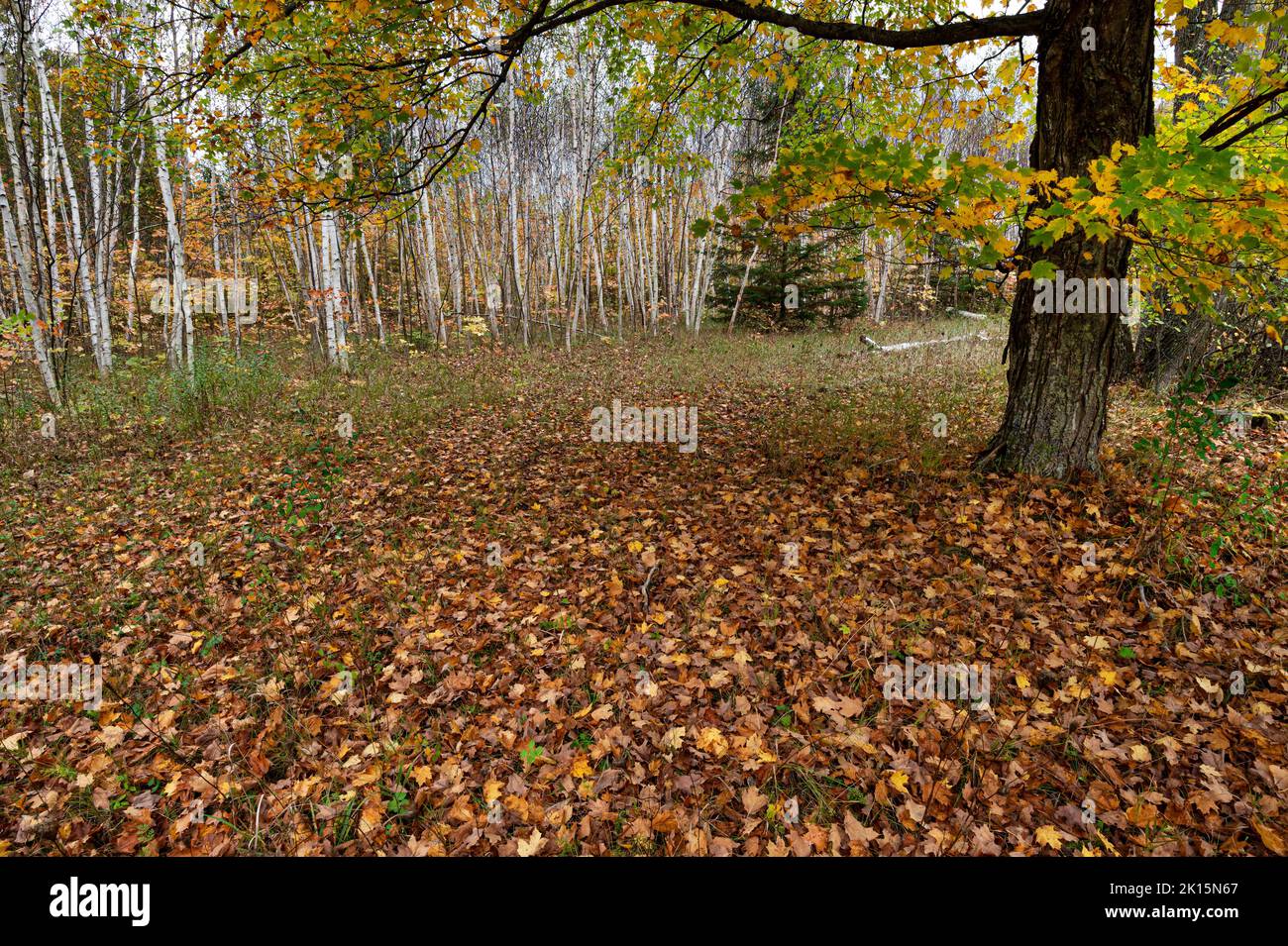 L'autunno è principalmente a terra e sotto un albero di acero, Door County, Wisconsin Foto Stock