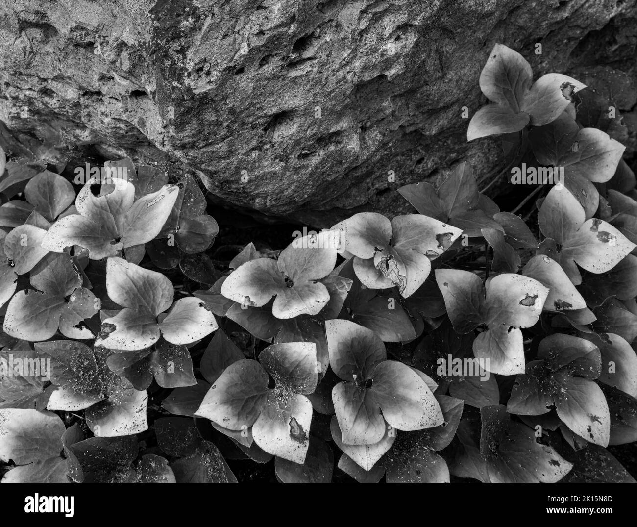 Le foglie di Hepatica iniziano a prosciugarsi in autunno, Door County, Wisconsin Foto Stock