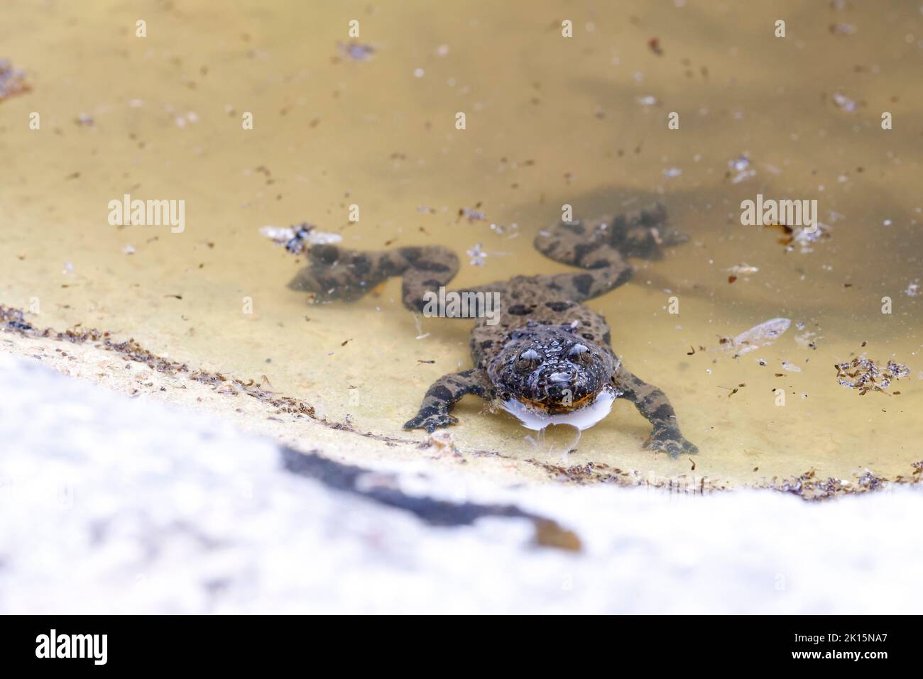 Ululone appenninico - rospo di colore giallo (Bombina pachypus) Foto Stock