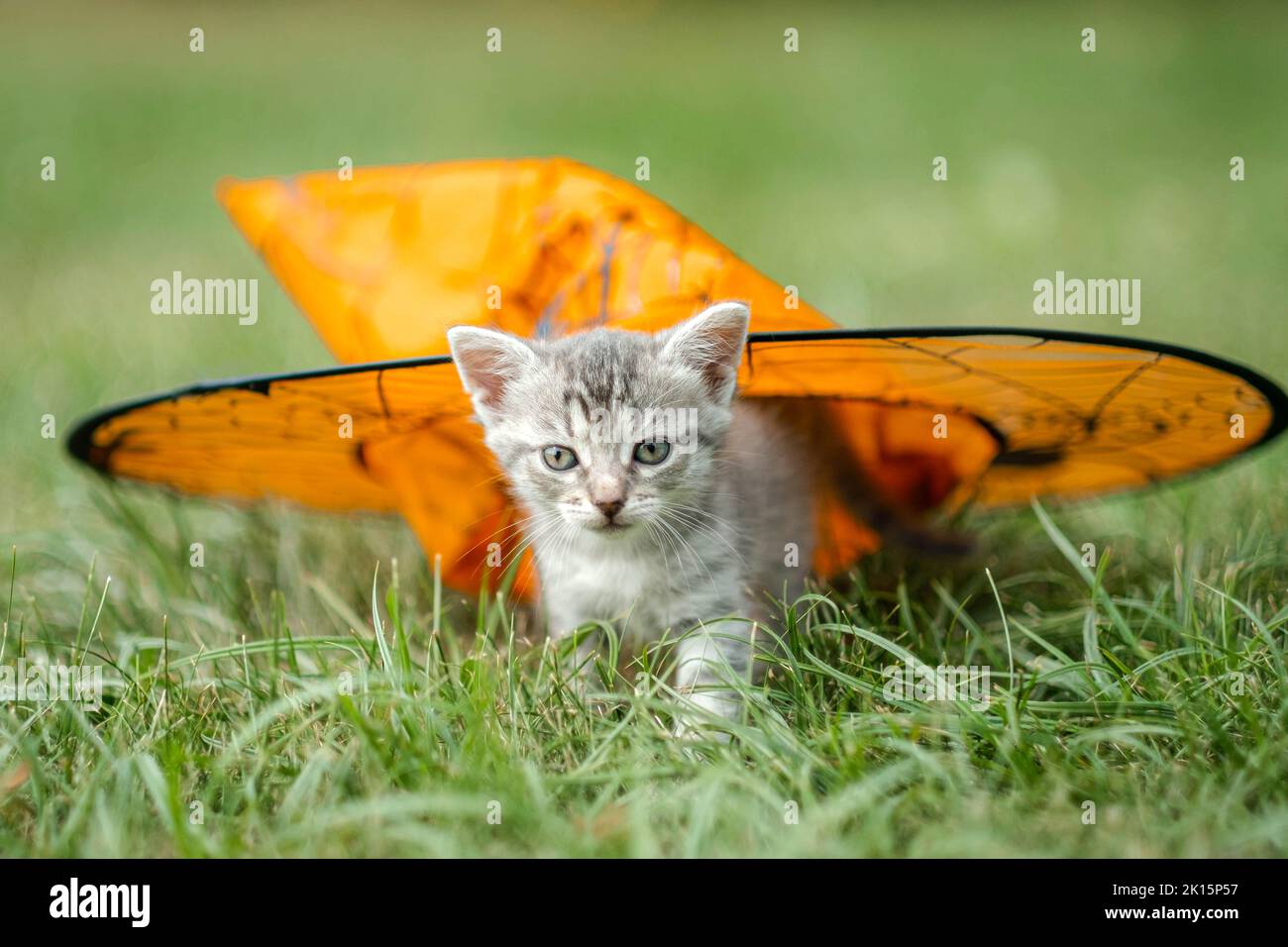 Gatto di Halloween, carino gatto grigio piccolo con cappello arancione streghe, gattino su erba verde, brillante colorata immagine di Halloween. Foto Stock