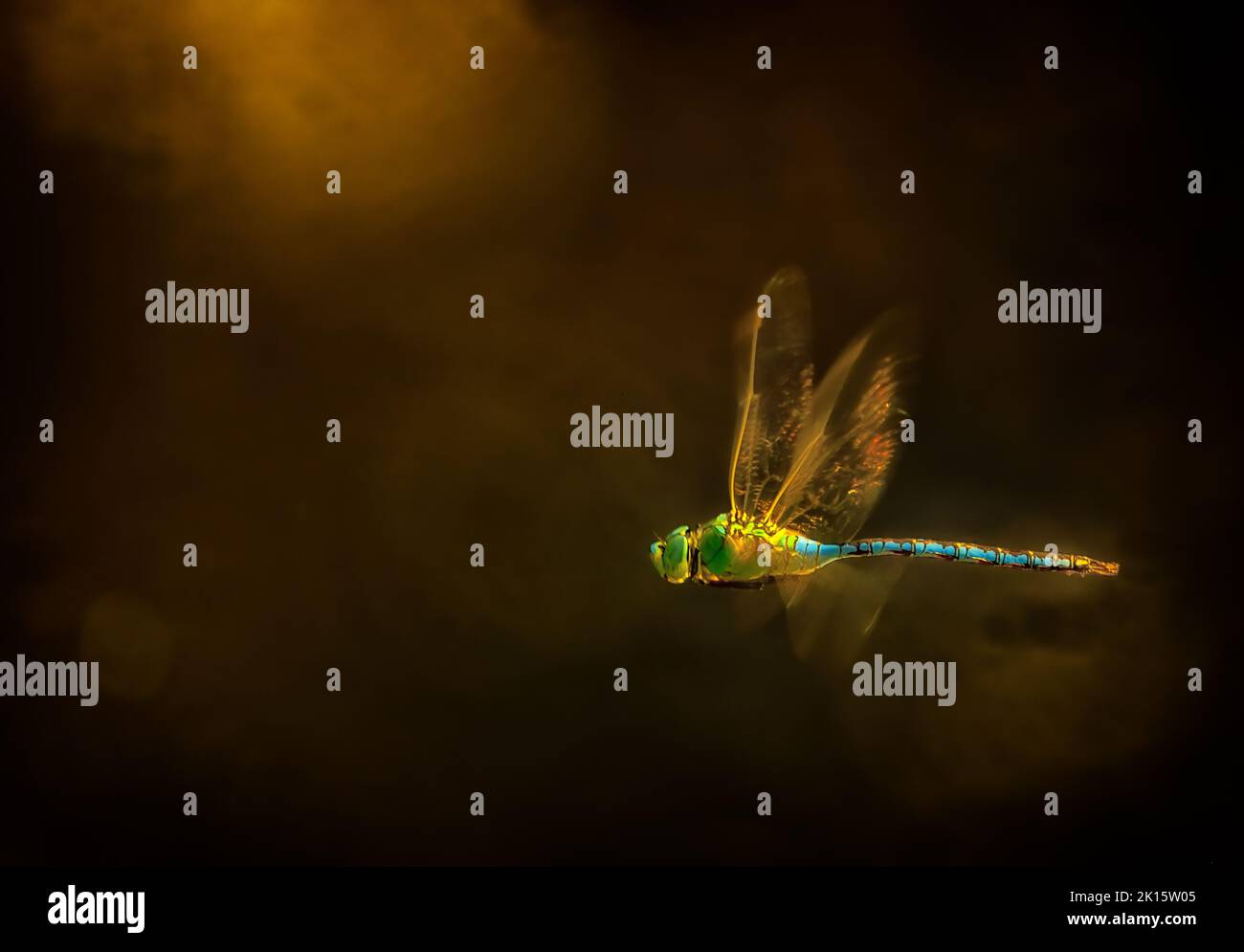 Libellula selvatica colorata con ali trasparenti che volano su sfondo scuro in ambiente naturale Foto Stock