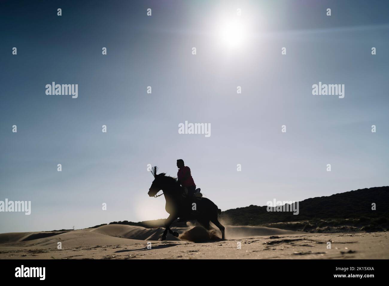 Cavallo maschile su sabbia asciutta contro cielo azzurro nuvoloso nelle giornate di sole nel deserto Foto Stock