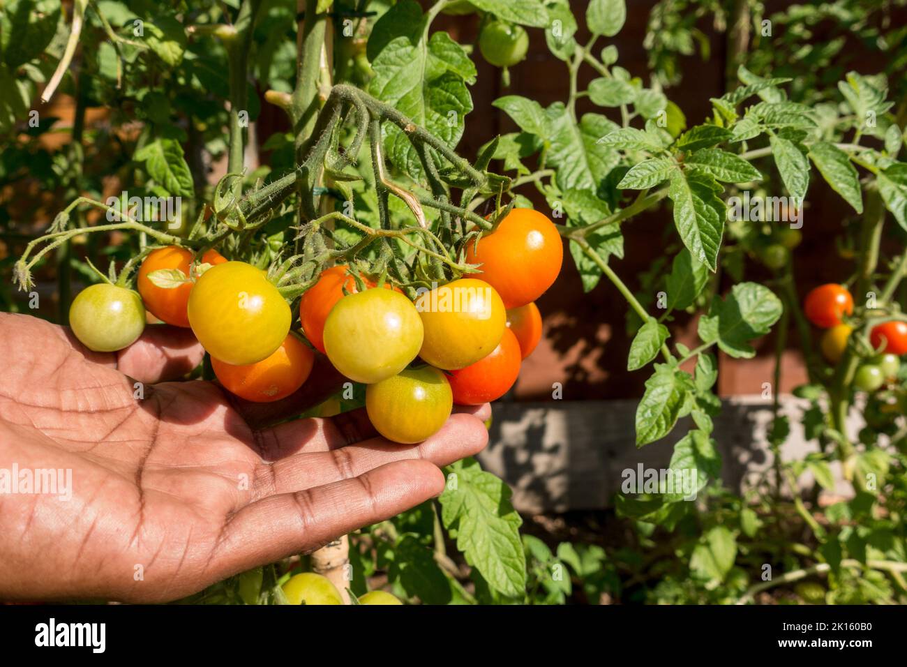 Maschio adulto che controlla la maturazione Gardeners deliziano i pomodori nelle piante Foto Stock